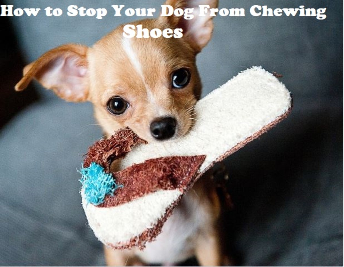 how-to-stop-a-dog-from-eating-shoes-and-slippers