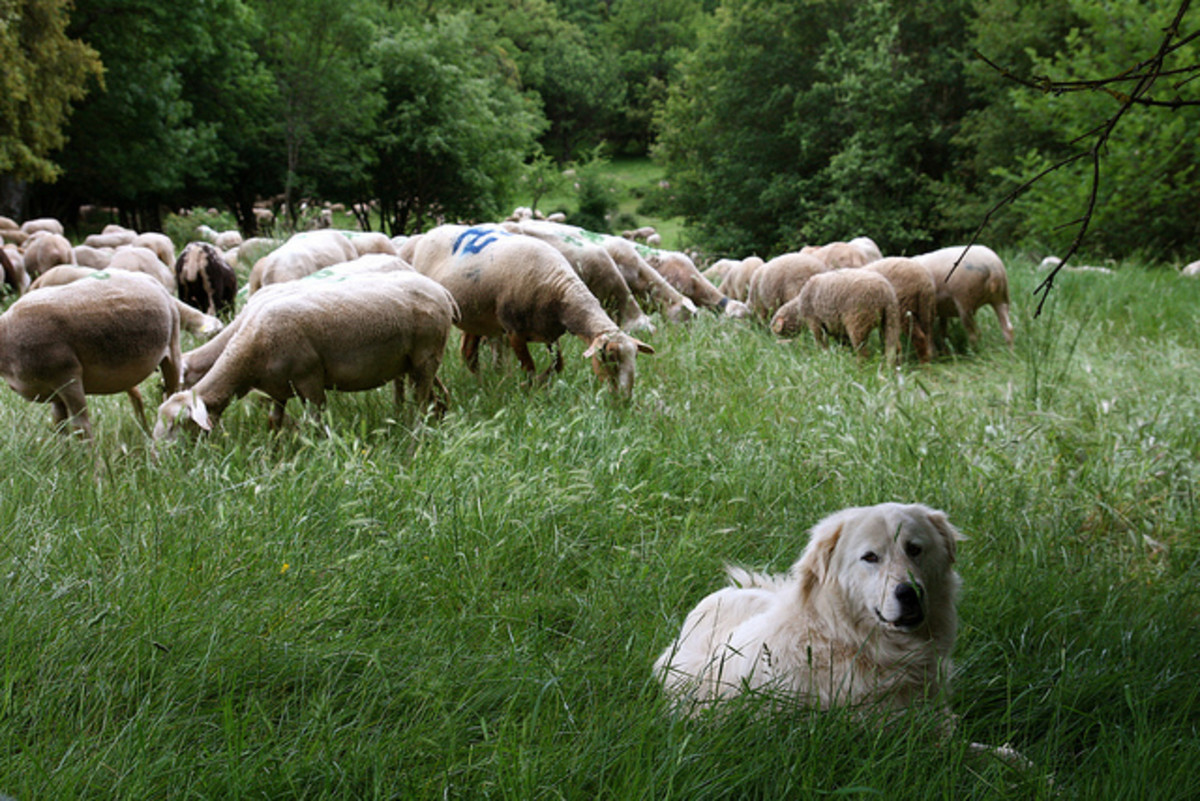 6 Best Dog Breeds for a Small Backyard Farm - PetHelpful