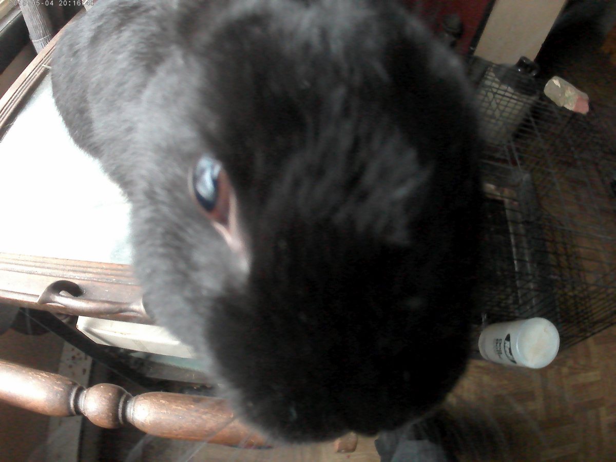 How Long Will Your Nz Rabbit Live Find Out Now - njkl307