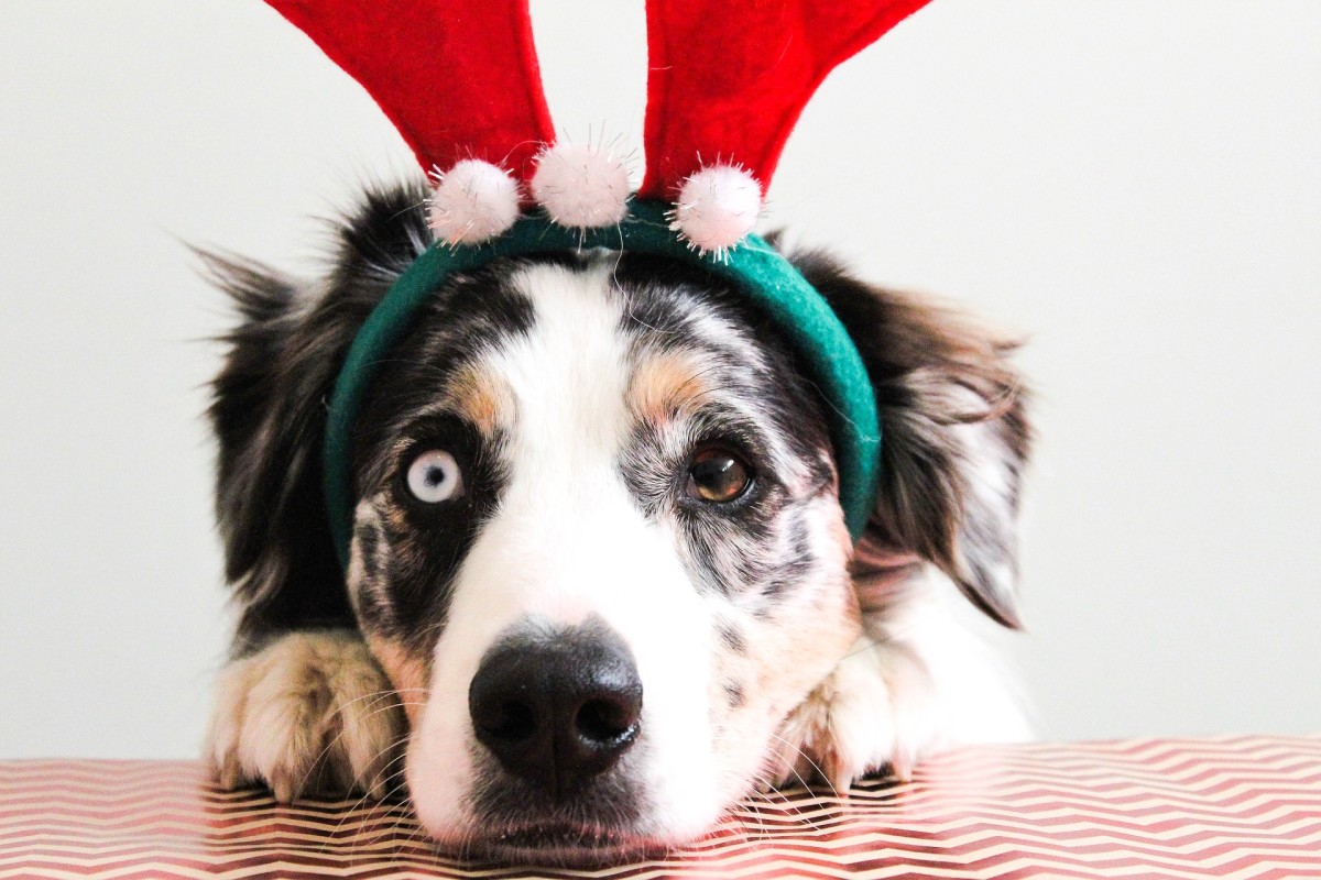 Holiday Puppies Should You Get A Puppy For Christmas Pethelpful