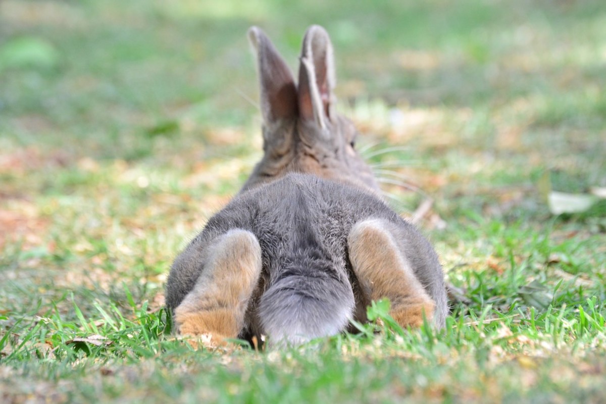 This rabbit is demonstrating contentment with soft muscles, ears alert and legs sprawled behind it.