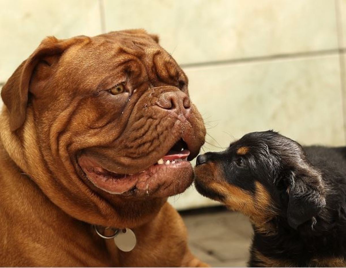 Well-adjusted older dogs often teach puppies better social
manners.