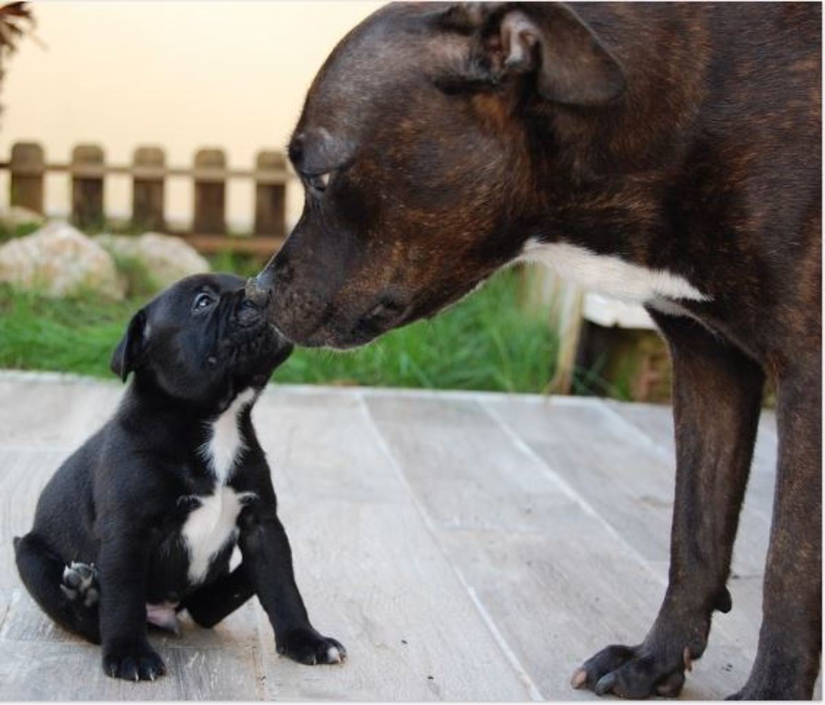 how-to-introduce-a-new-puppy-to-an-older-dog