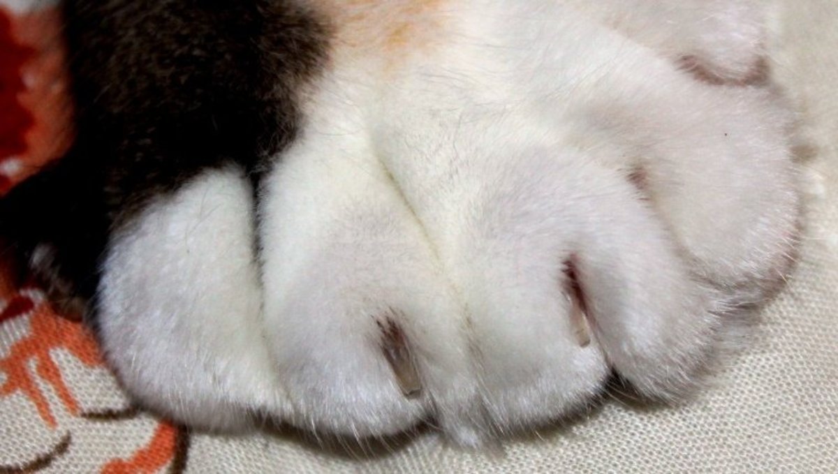 Intriguing Facts About Polydactyl Cats PetHelpful
