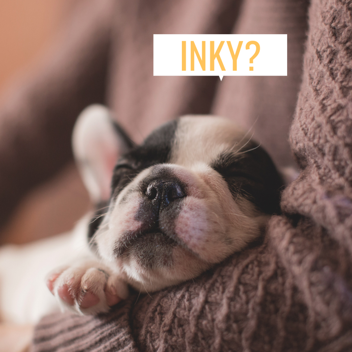 Could you new best friend be an Inky?
