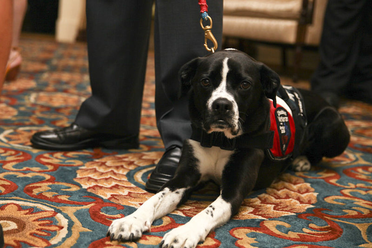 A wounded warrior's service dog lies on the floor during an Evening Parade reception in honor of British Royal Navy 1st Sea Lord Adm. Sir George Zambellas
