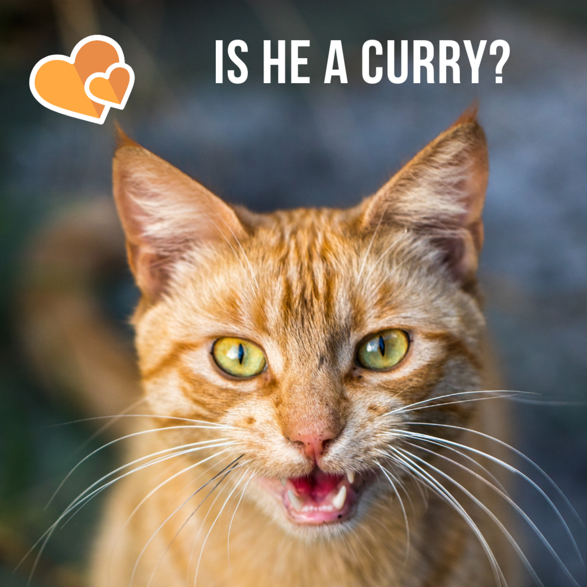 Maybe your spicy cat is a Curry.