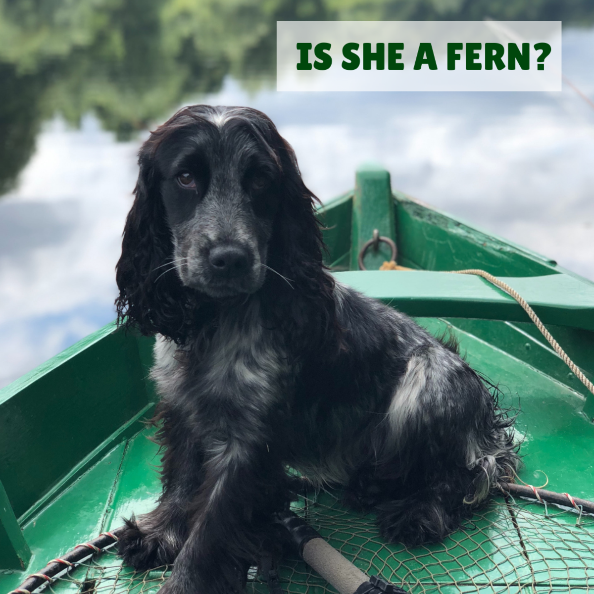 Is your female dog a "Fern?"