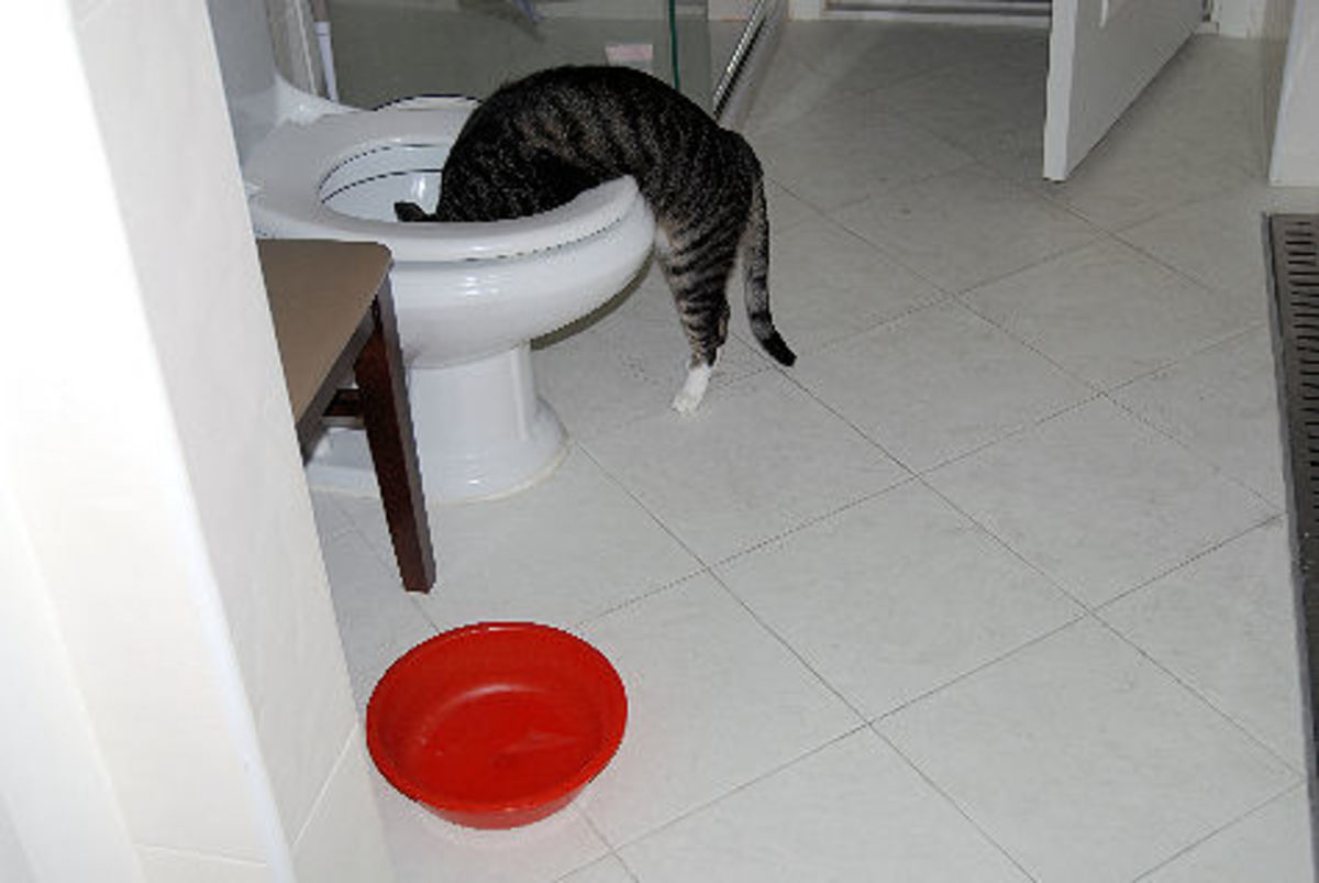 A discriminating cat displays her astute choice of water bowl.