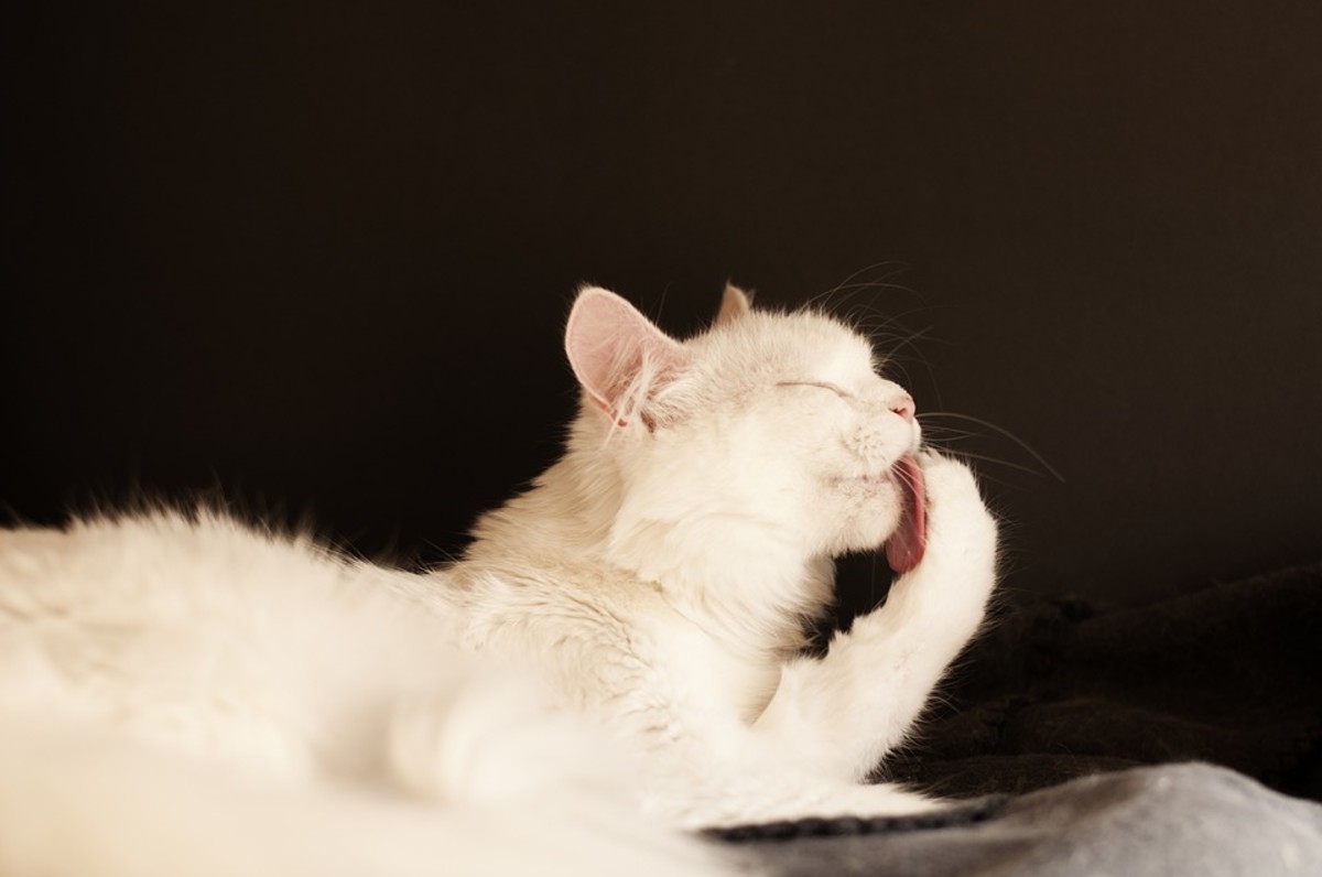 Cats are great at grooming themselves, but they still need some help with brushing their fur, trimming their nails, and brushing their teeth.