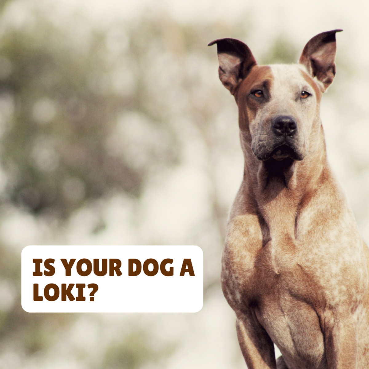 Is your strong dog a Loki?