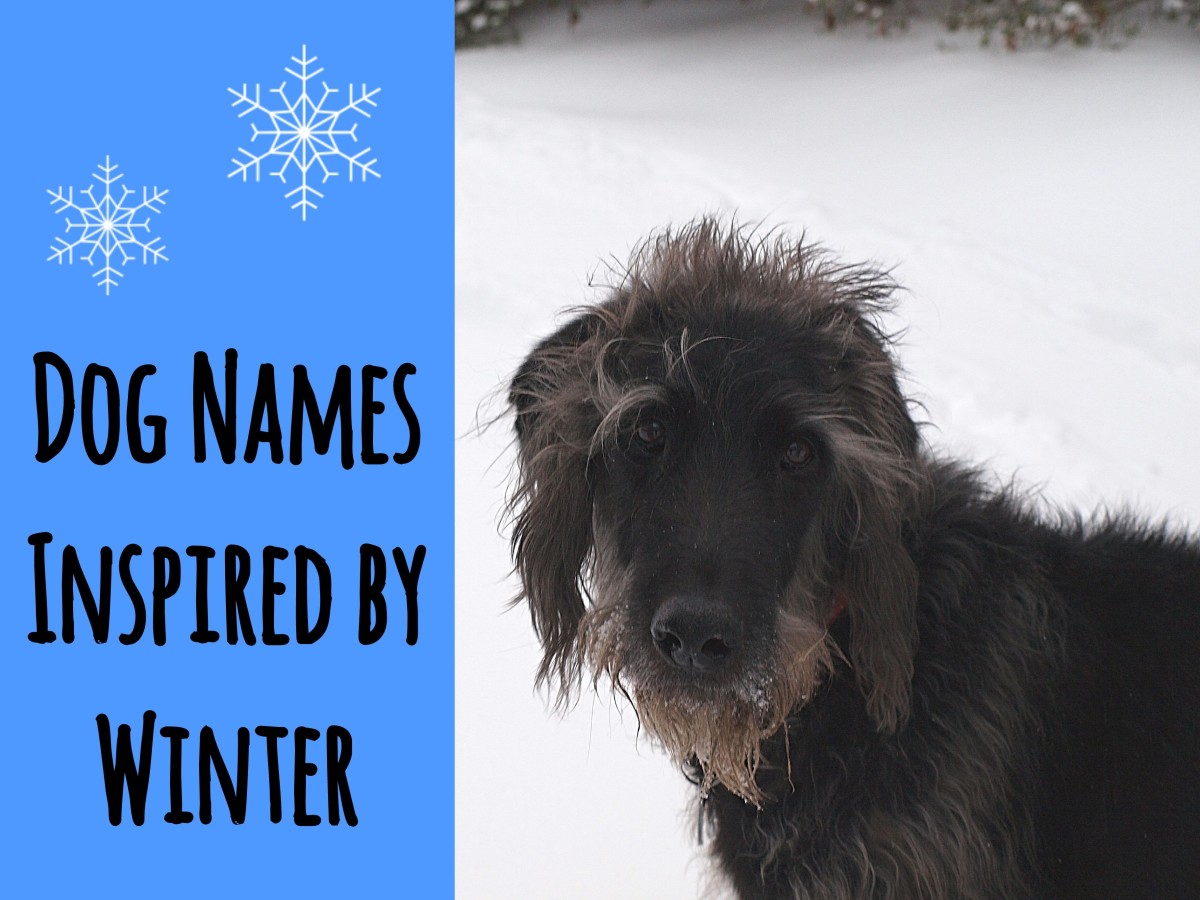 holiday-inspired-dog-names