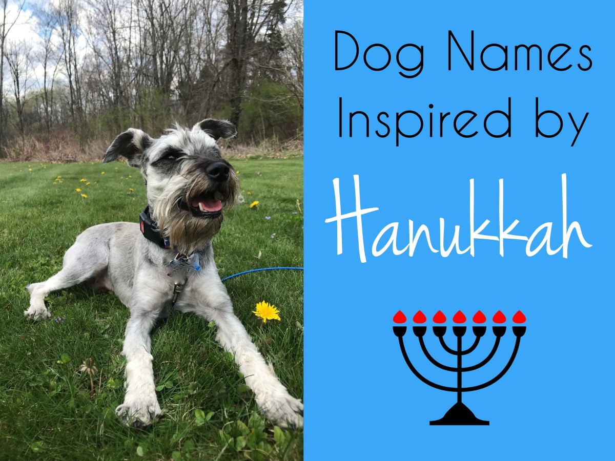 Your pup will be the hit of your Hanukkah Shabbat dinner. 