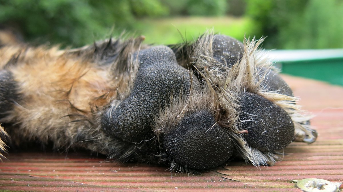 Short nails provide a number of benefits to the owner and to the
dog.