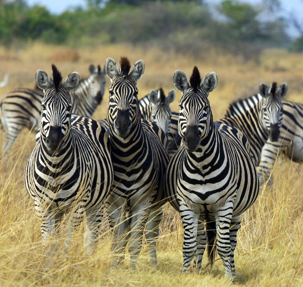 The zebra may be the most iconic black and white animal.