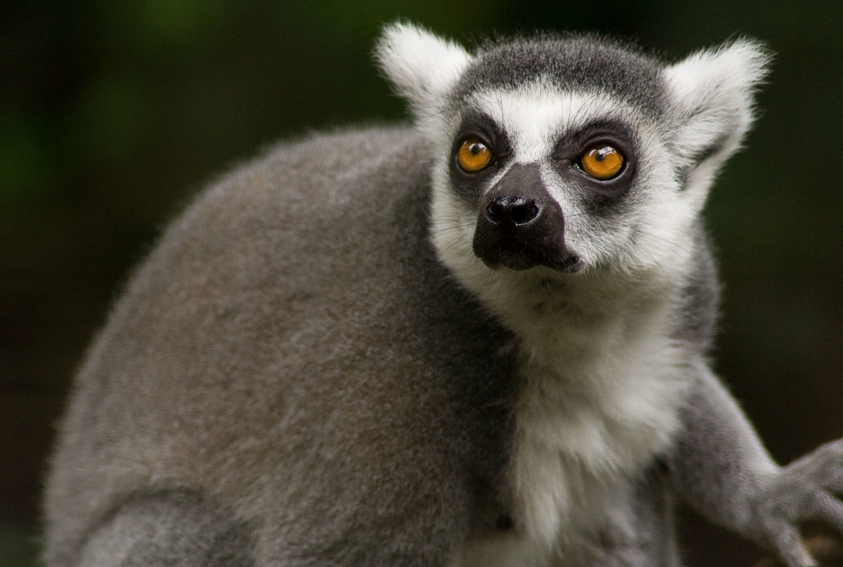 The Ring-Tailed Lemur