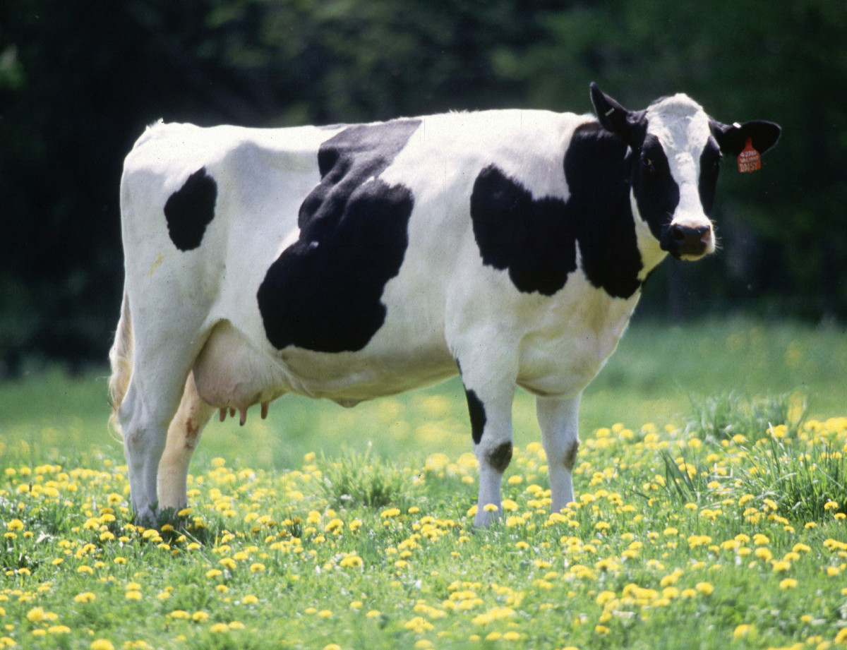 Holstein cow.