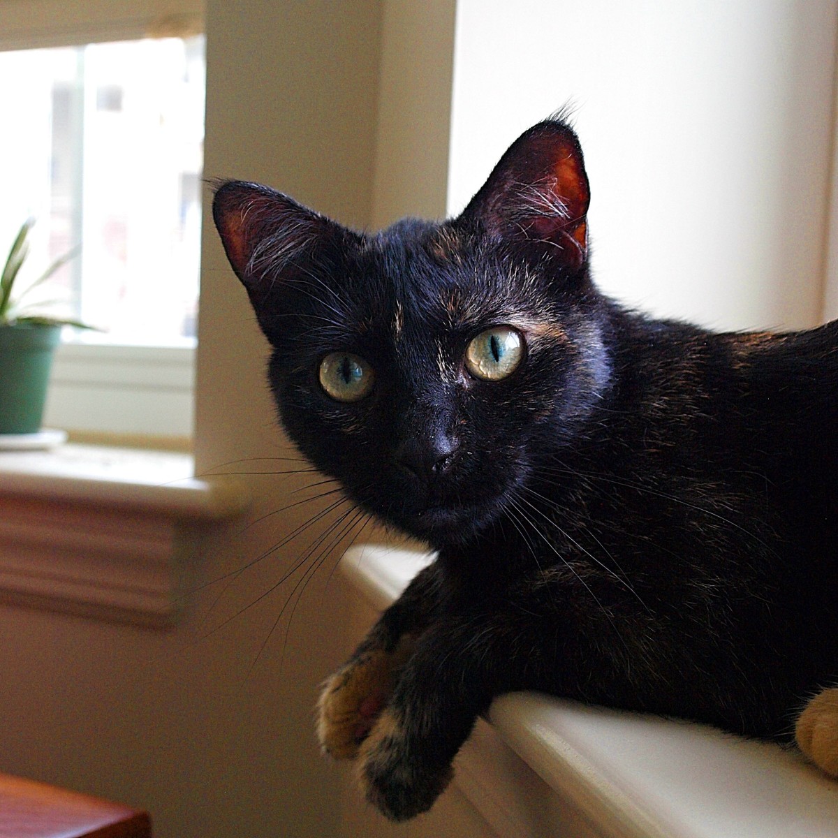 130 Cute And Clever Tortoiseshell Cat Names PetHelpful