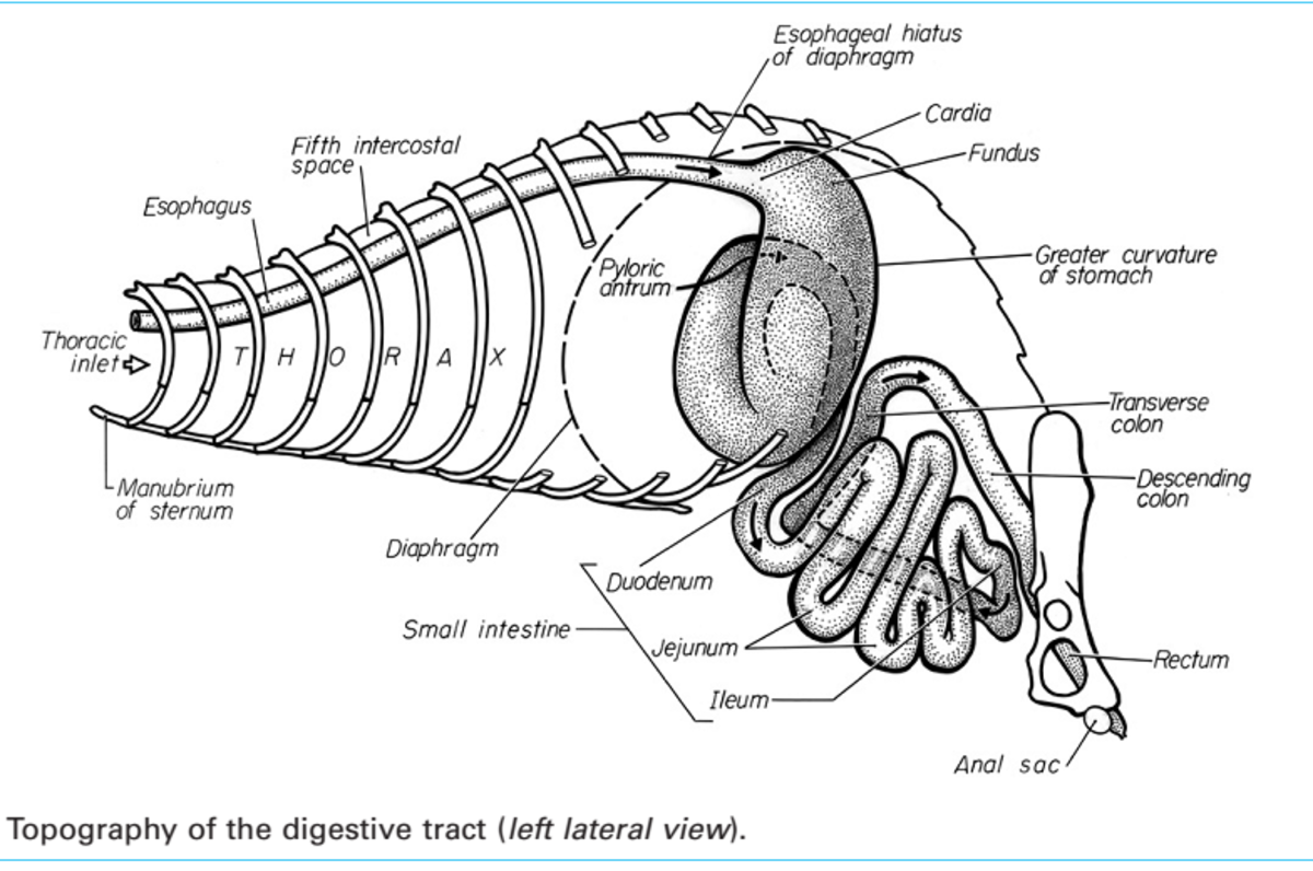 a-ferrets-stomach-anatomy