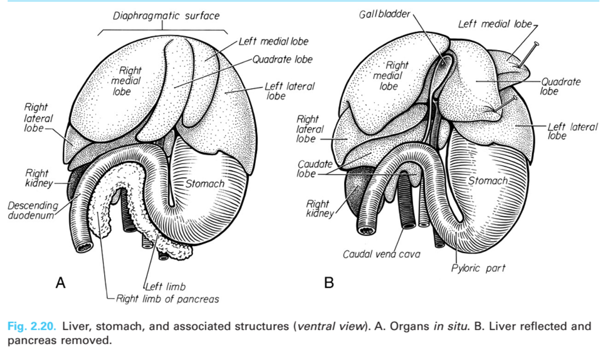 a-ferrets-stomach-anatomy
