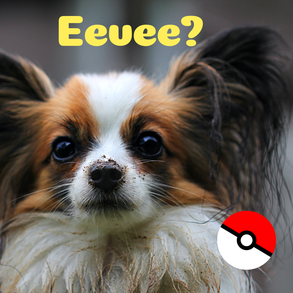 Is she an Eevee or an Evie?