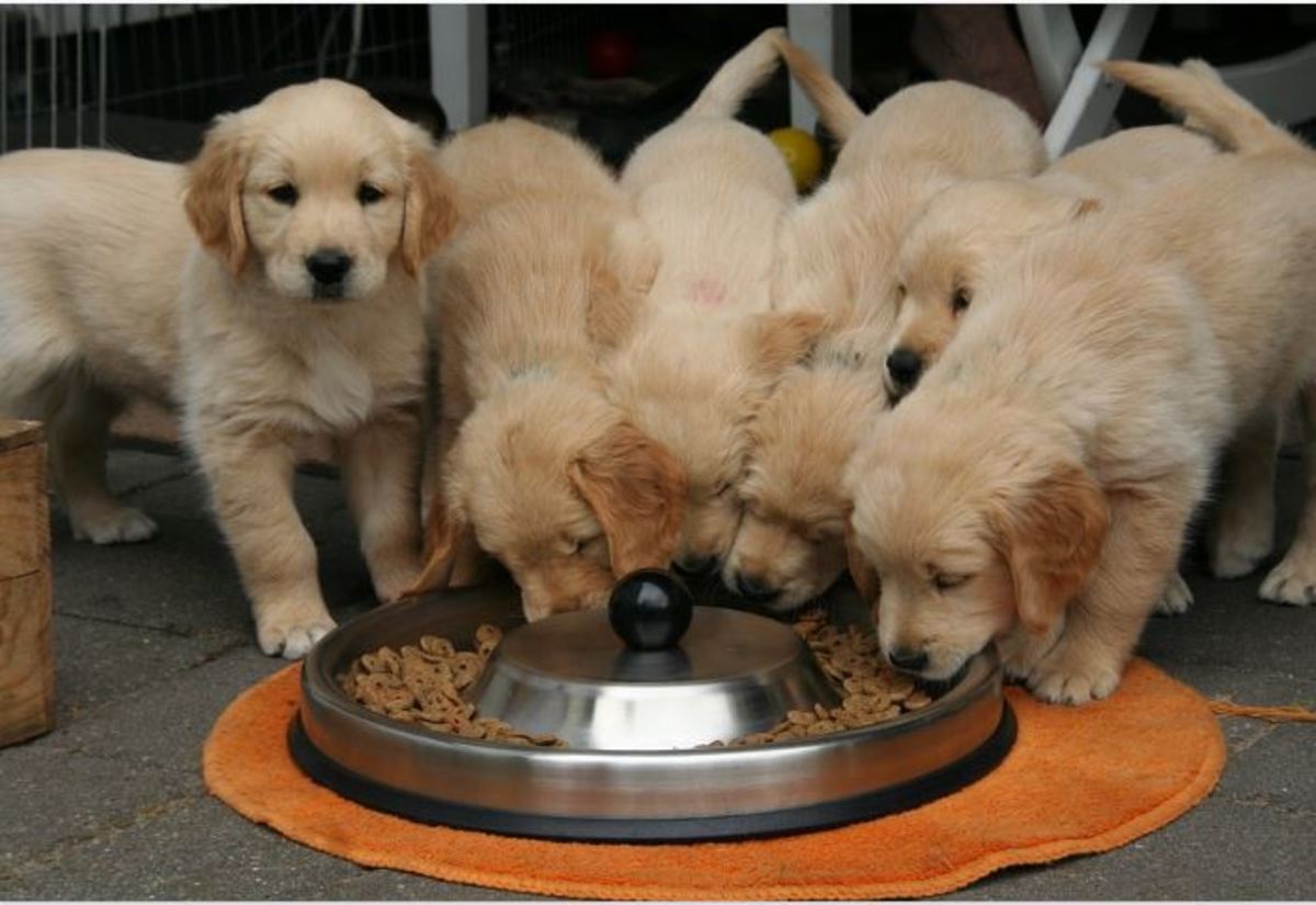 Managing mealtime issues is key to preventing resource guarding in
puppies.