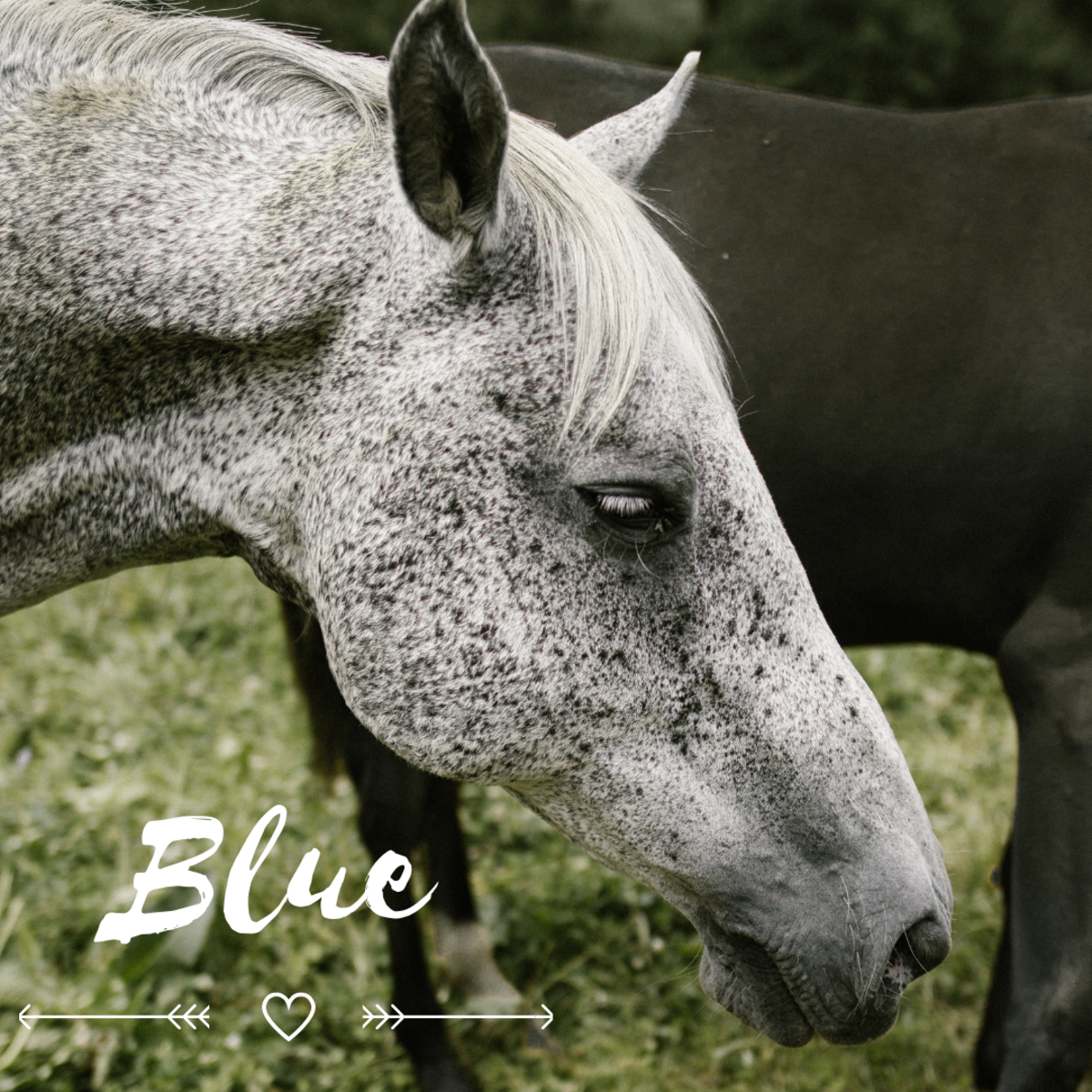Blue is a cute horse name.
