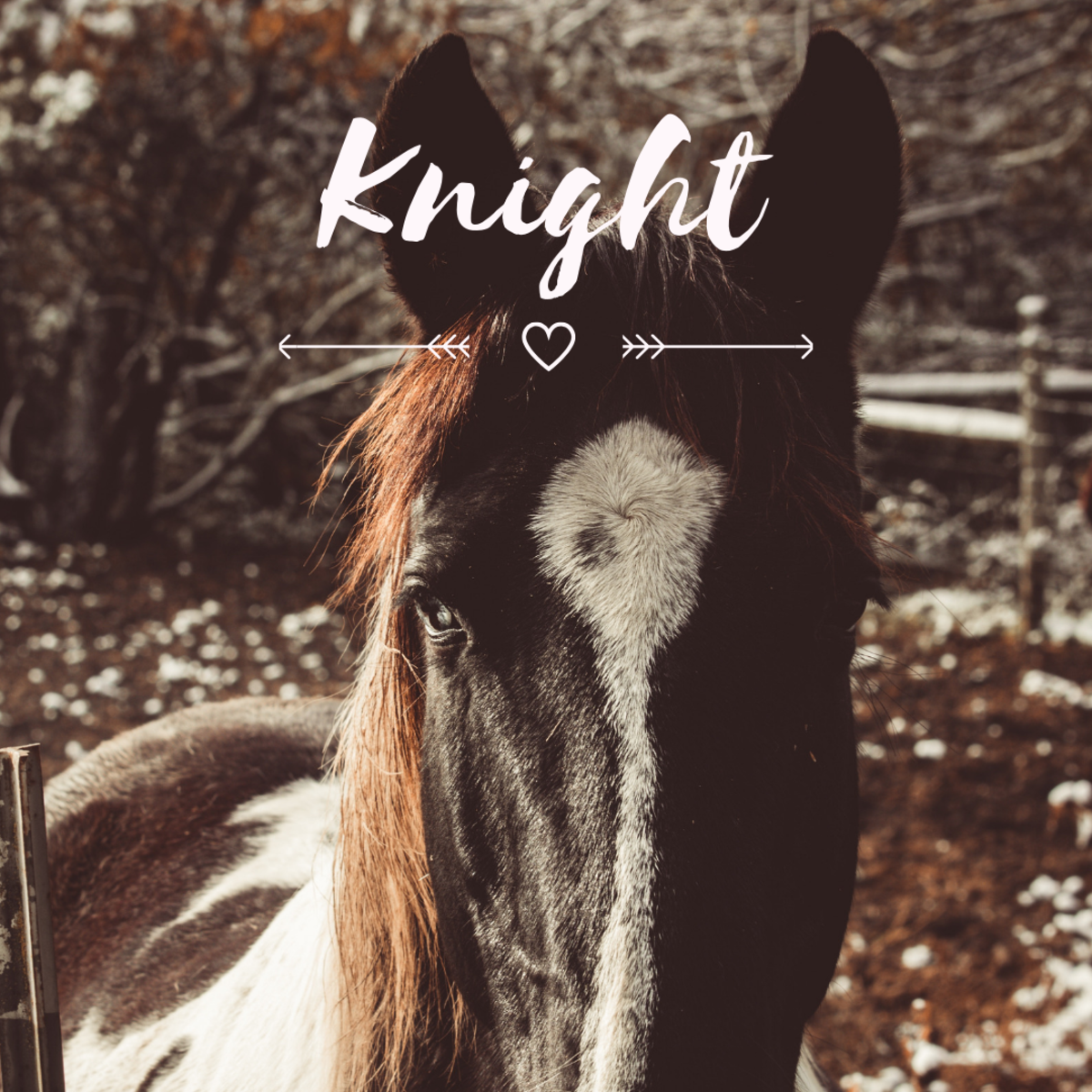 Is your gelding Knight?