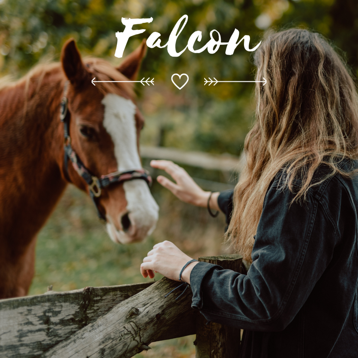 Is your horse a Falcon?