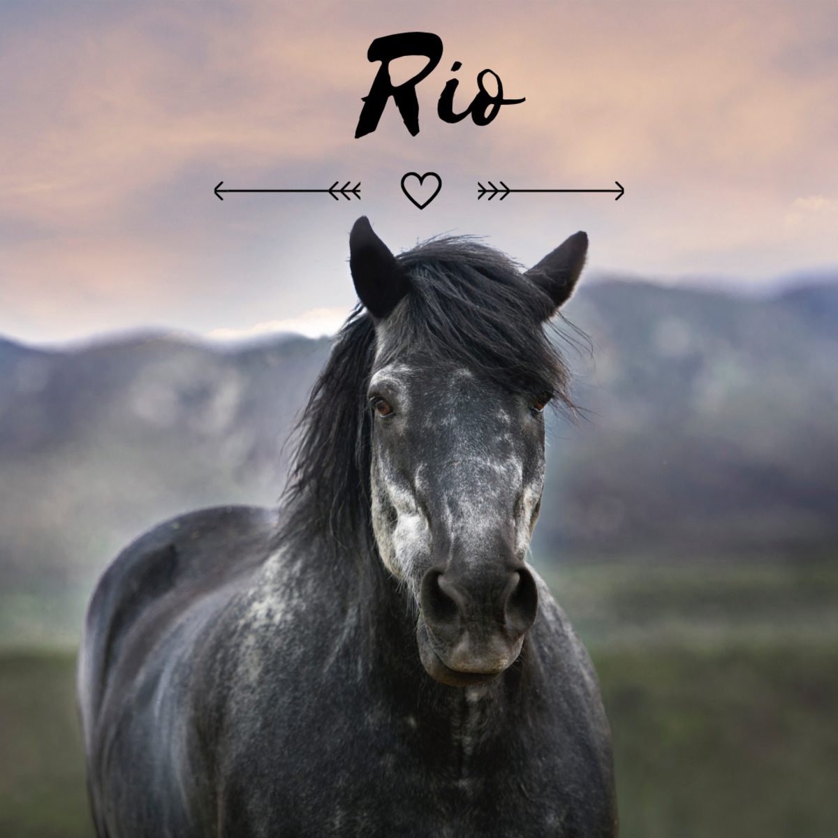 Is your horse a Rio?