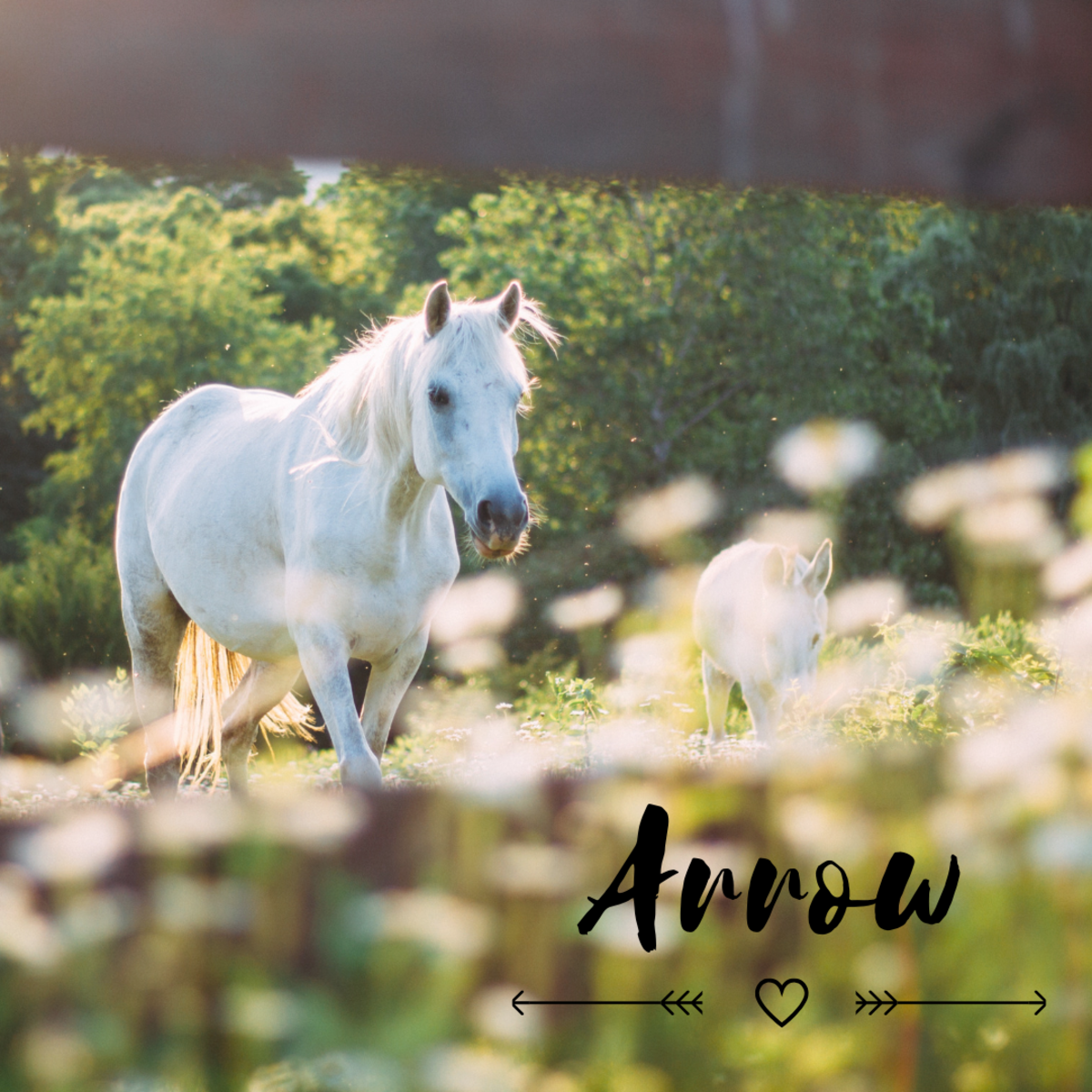 Is your mare an Arrow?