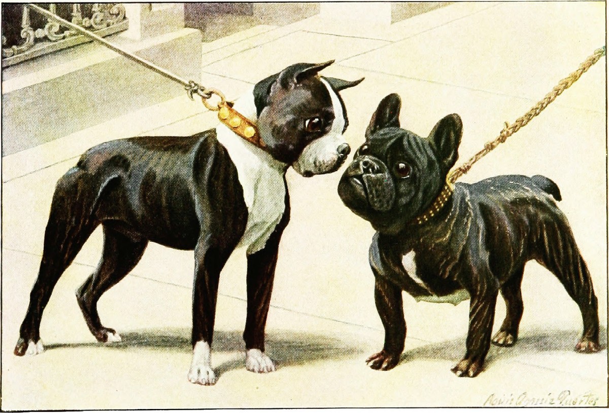 The difference in appearance between a Boston Terrier and a French Bulldog.
