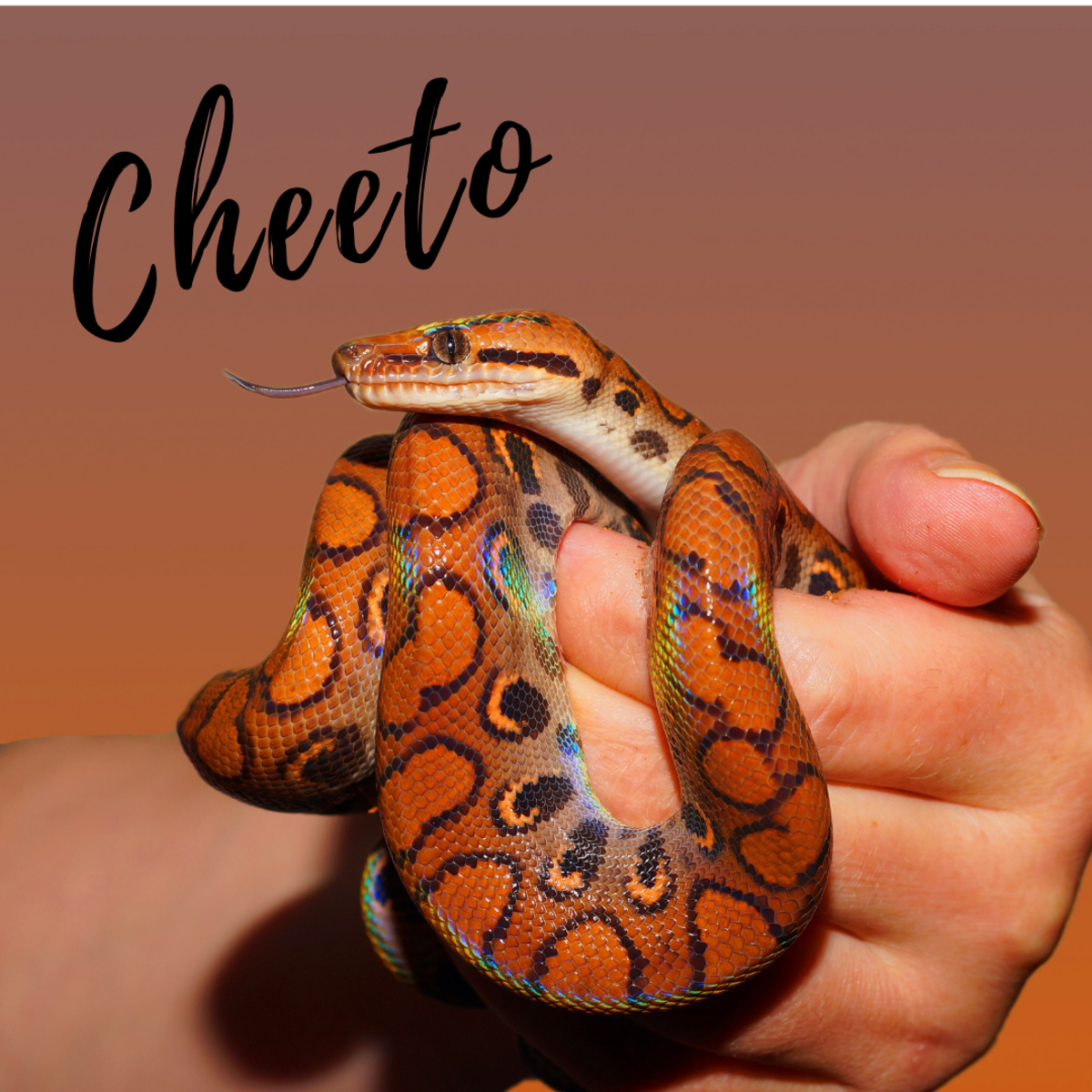Is he a Cheeto?