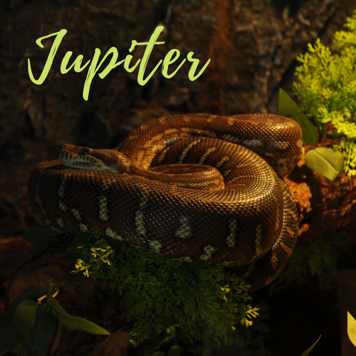250+ Funny, Cool, Cute, and Badass Pet Snake Names - PetHelpful