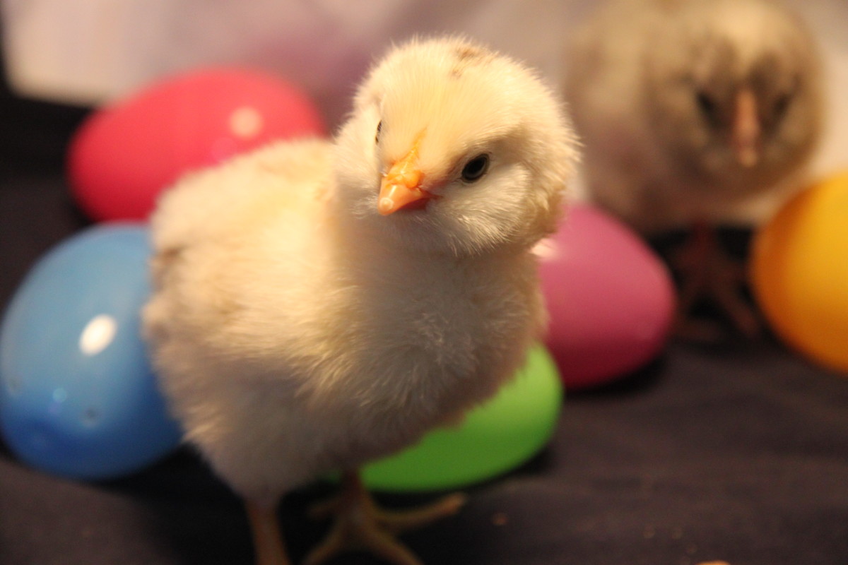 Even healthy chicks may need some medical attention from time to time.