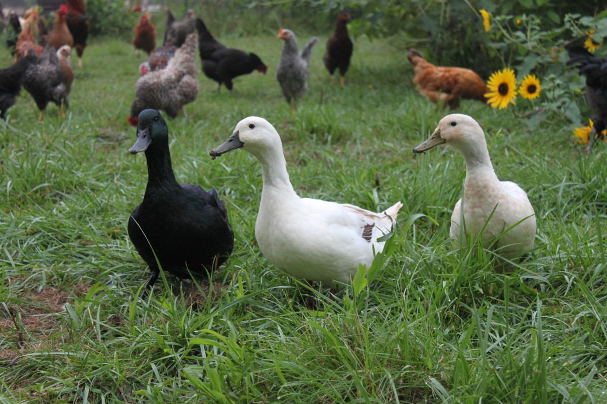 Ducks can be a wonderful addition to your backyard flock if they are a good fit for your needs and lifestyle 
