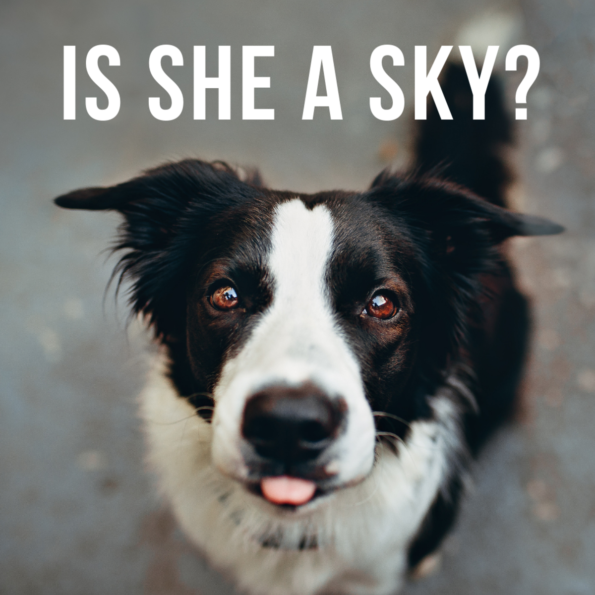 Is she a Sky?