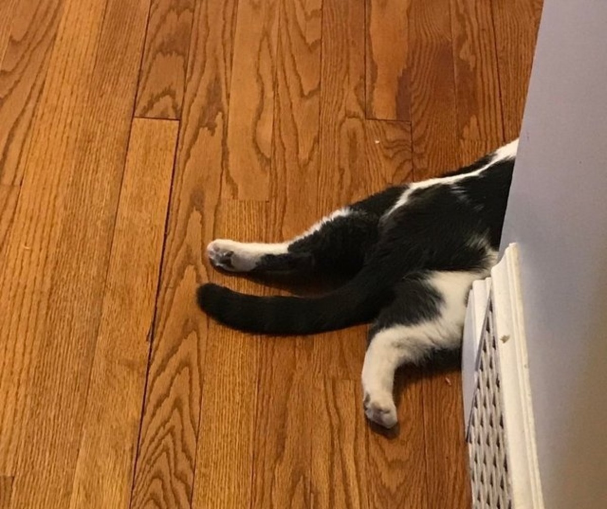Cat with back legs stretched out all the way. 