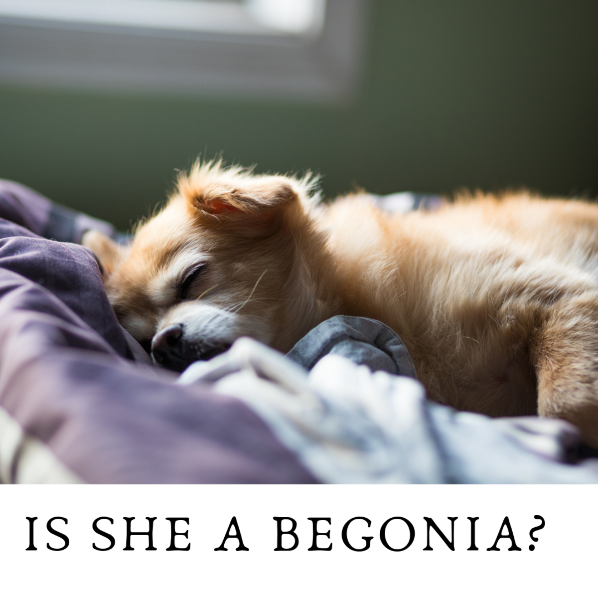 Take your dog's personality into account when deciding on a
name.