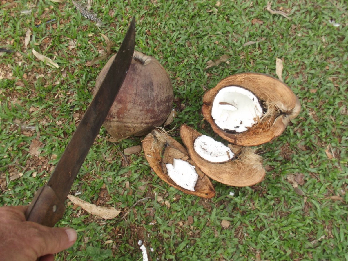 Try to choose large and mature coconuts for oil production.