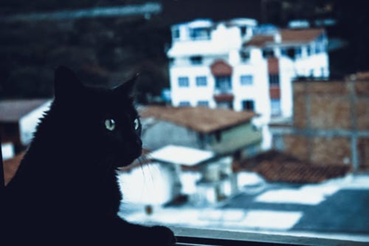Beautiful black cat.