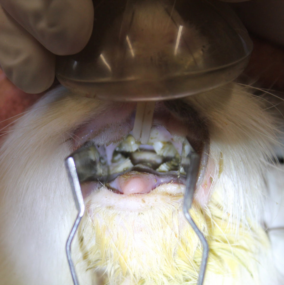 View of normal-looking guinea pig molars (patient was diagnosed with osteolytic destruction of the rostral mandible)