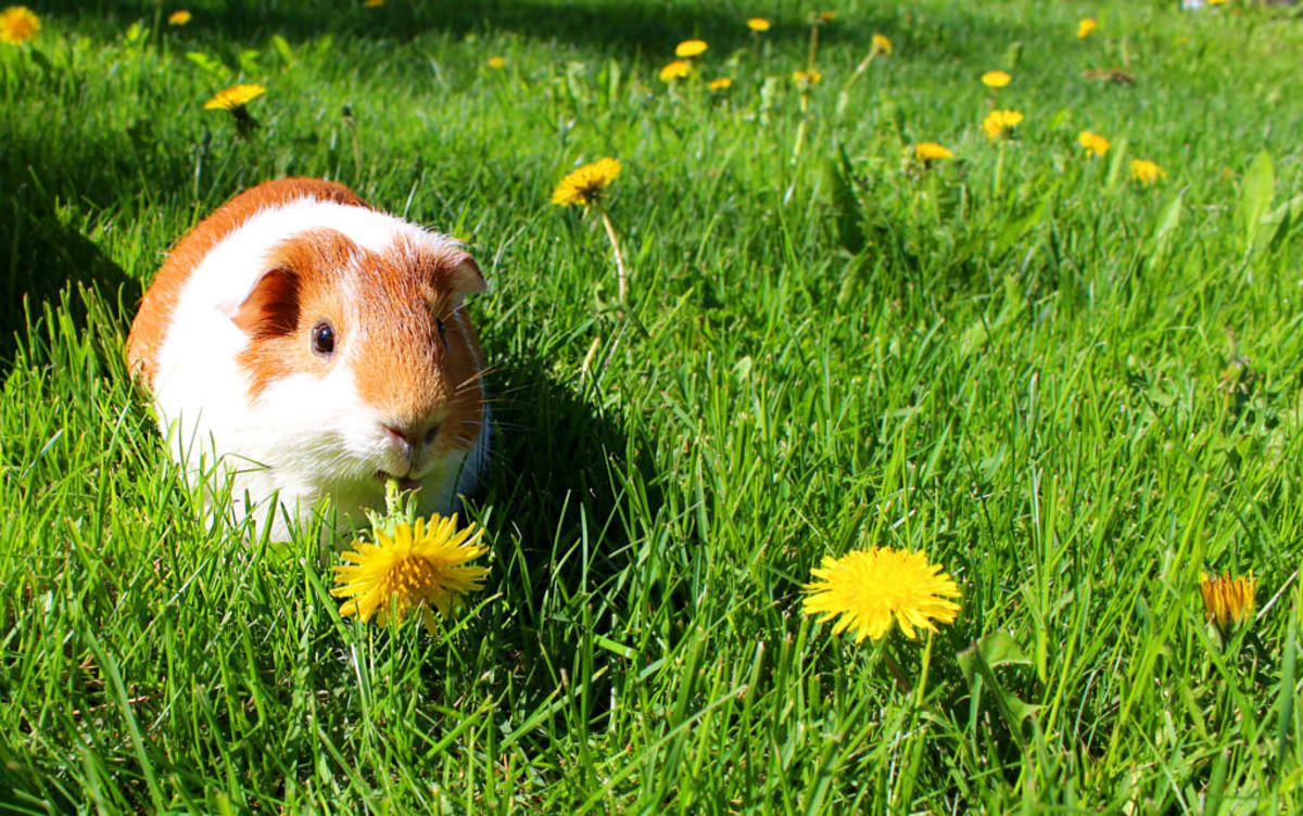 causes-of-sudden-death-in-guinea-pigs