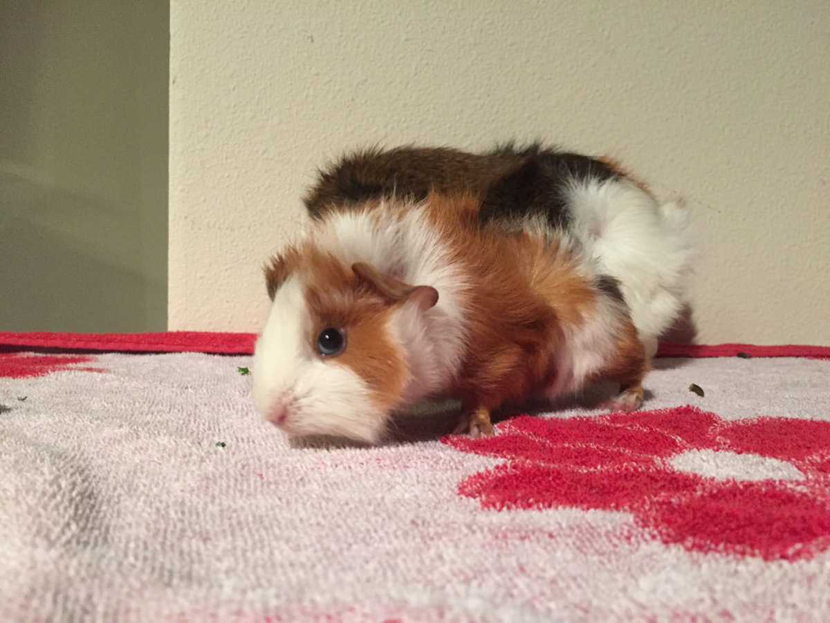 causes-of-sudden-death-in-guinea-pigs