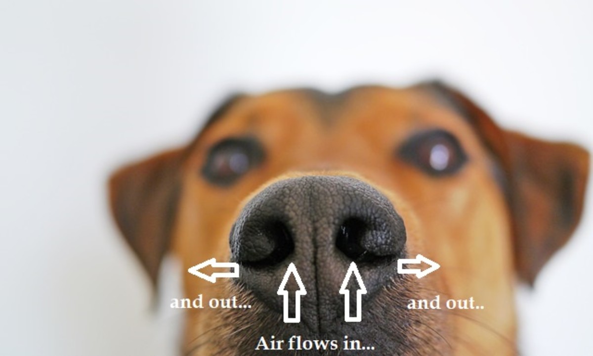 Those slits at the side of your dog's nose have a function!