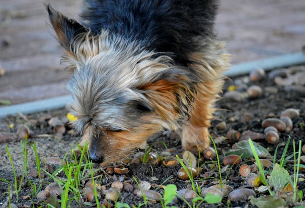 Ever wondered why dogs never get bored of sniffing the same spots?