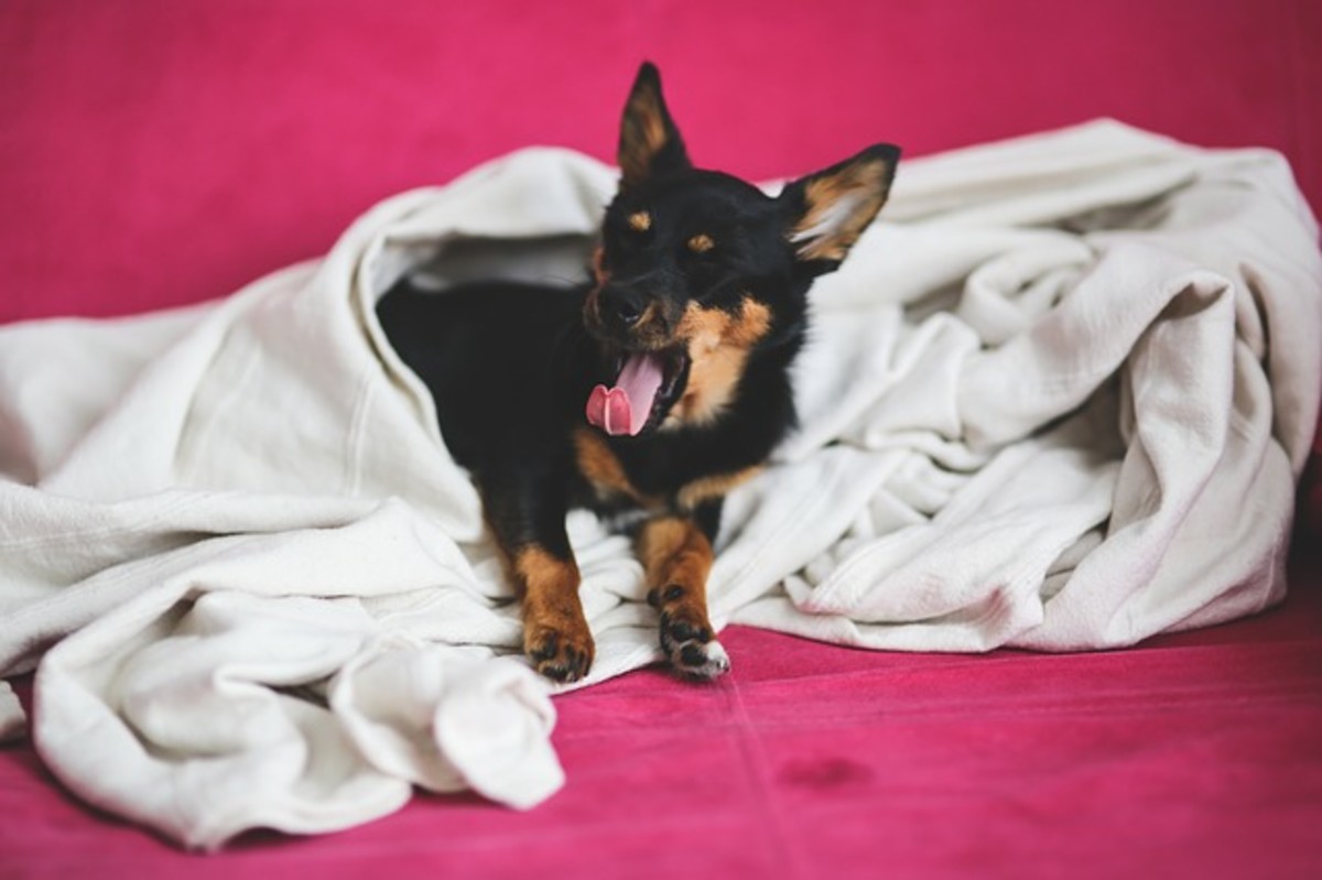 Many dogs yawn when startled upon being woken up. 