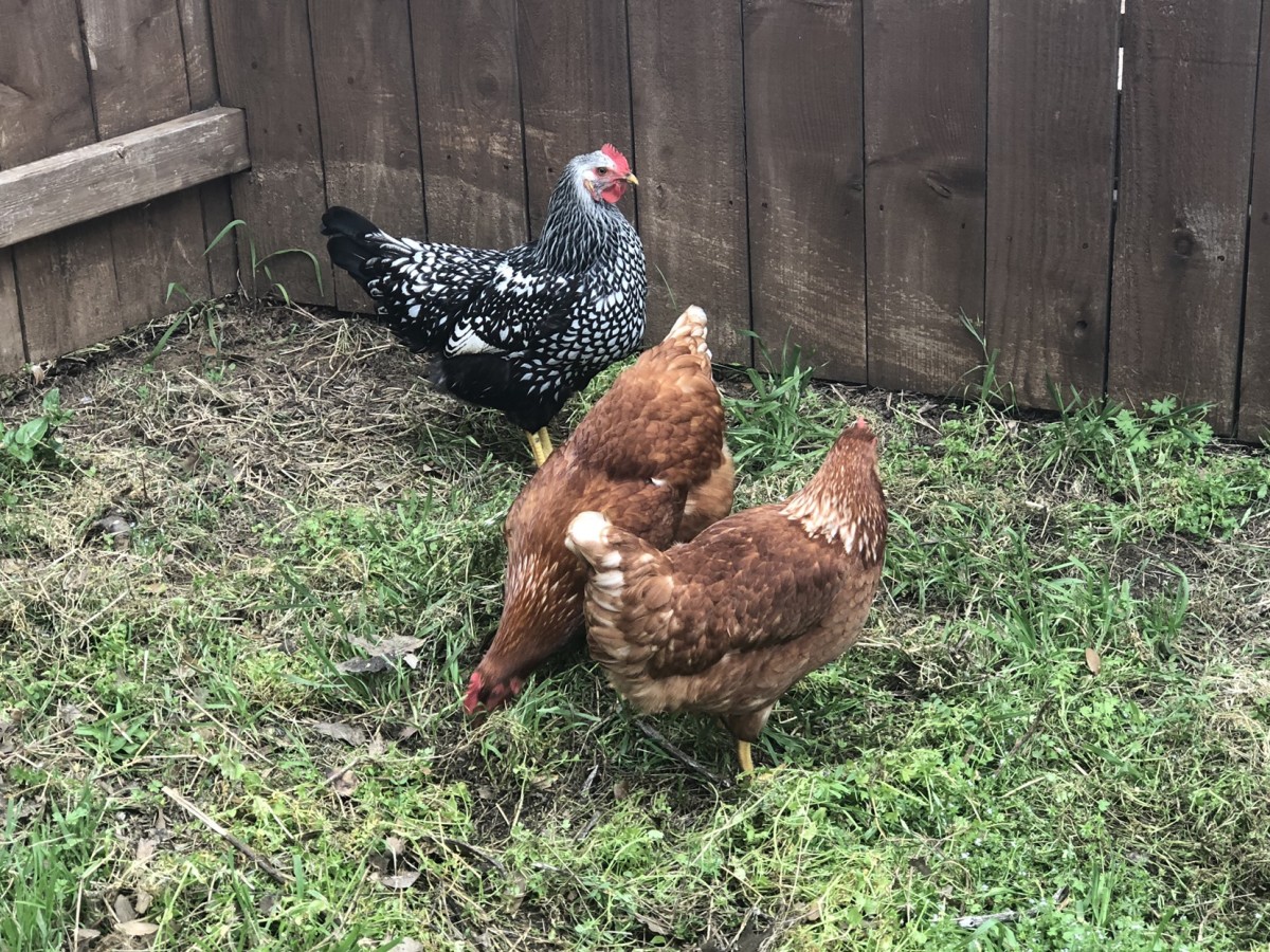 Do you know the difference between roosters and hens?