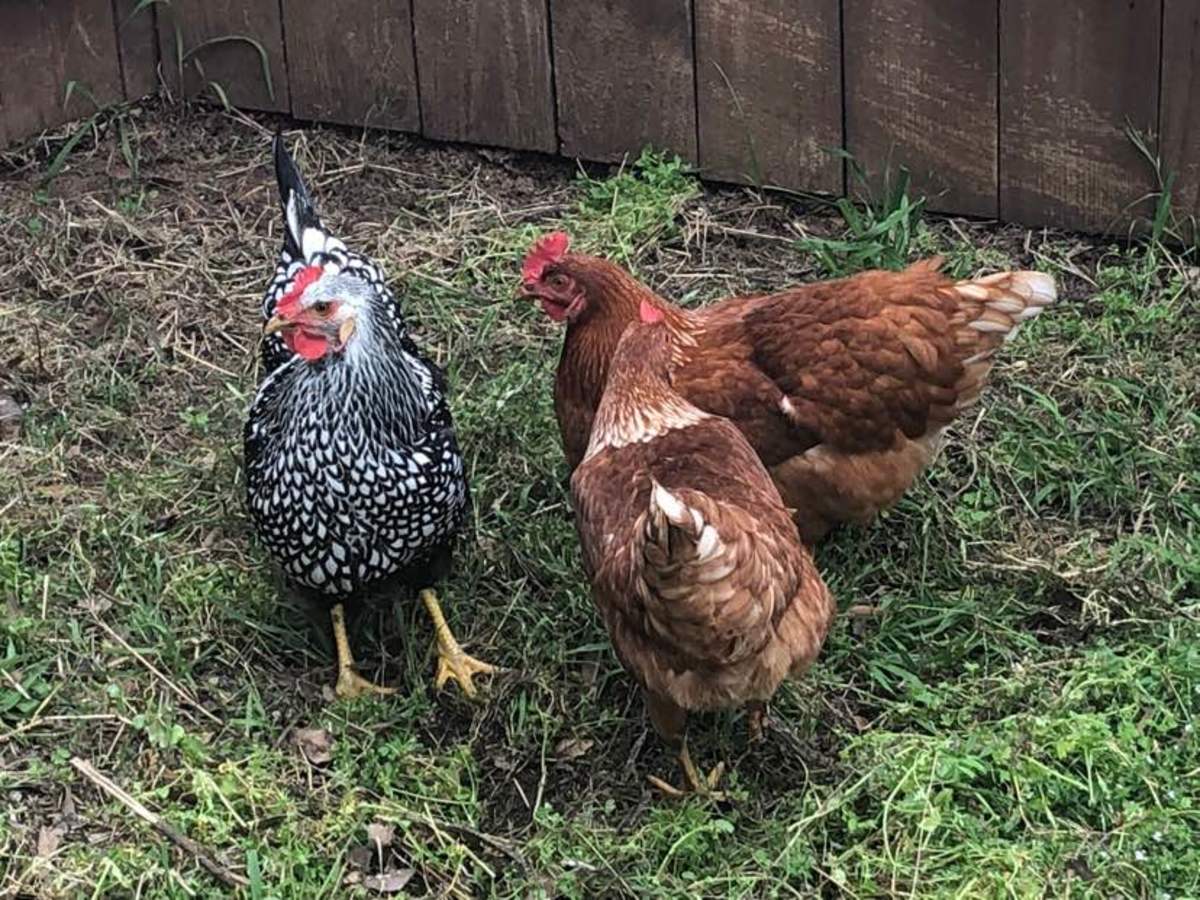 The Pros and Cons of Owning Chickens in the Suburbs PetHelpful