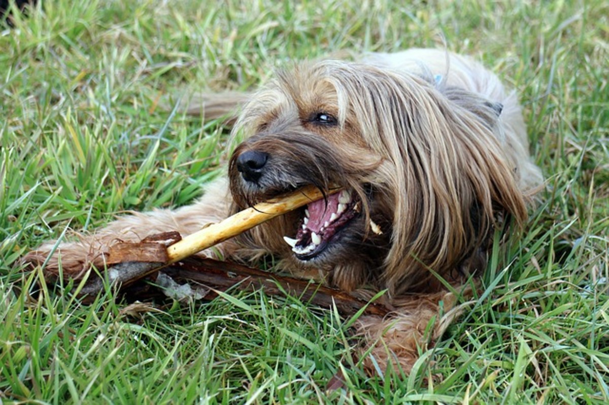 Dog Chewing on Bone